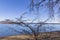 Lake Vico beyond the branches. Italy