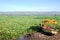 Lake Victoria floating plant marsh