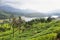 Lake view of the Anayirankal Dam surrounded by tea plantations, Kerala, India