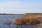 Lake view with seagrass and forest in background