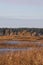 Lake view with seagrass and forest in background