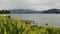 Lake Wanaka with beautiful yellow lupin flower and mallard ducks swim
