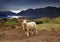 Lake Wanaka, New Zealand