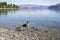 Lake Wanaka shoreline with ducks, Roys Bay, Wanaka, New Zealand