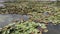 Lake With Water Lilies Neptun Romania