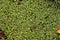 Lake water surface completely covered with common and swollen duckweed, small water plants natural pattern in summer sunlight