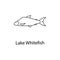 lake whitefish icon. Element of marine life for mobile concept and web apps. Thin line lake whitefish icon can be used for web and