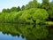 Lake and willow trees