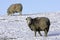Lakeland Sheep in winter