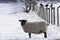 Lakeland Sheep in winter