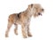 Lakeland terrier