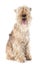 Lakeland terrier