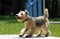 Lakeland Terrier