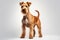 Lakeland Terrier Dog Stands On A White Background