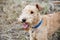 Lakeland Terrier Dog walking on the field