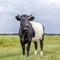 Lakenvelder, a black Dutch Belted cow, with horns and mouth open with blue tongue, in the field on a sunny day, and with blue sky