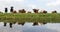 Lakenvelder cows and calves in green meadow reflected in water o