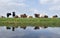 Lakenvelder cows and calves in green meadow reflected in water o