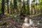 Lakes are freed from ice and flooded areas in early spring in the parks of St. Petersburg