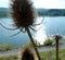 Lakeshore with faded milk thistle in backlight  3