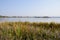 Lakeside aquatic grass in water on sunny winter day