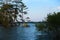 Lakeside aquatic plants and pine trees