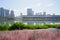 Lakeside asphalted pedestrian way in green grass and pink flowers