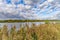 Lakeside bull rushes and vegetation