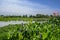 Lakeside flowers and aquatic plants in sunny summer