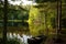 lakeside forest oasis, with rowboat and fishing pole in the foreground