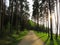 Lakeside forest promenade with woman walking by sunshine