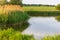 Lakeside with green trees and grass. Golden hour before sunset