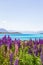 Lakeside landscapes of New Zealand. Lupine fields along the shores of Lake Tekapo