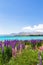 Lakeside landscapes of New Zealand. Lupine fields along the shores of Lake Tekapo, South Island