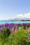 Lakeside landscapes of New Zealand. Lupine fields and snow-capped mountains along the shores of Lake Tekapo