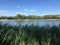 Lakeside Reed under Blue Sky in the Afternoon