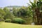 Lakeside slopy lawn and verdant plants on sunny day