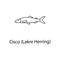 lakre herring icon. Element of marine life for mobile concept and web apps. Thin line lakre herring icon can be used for web and m