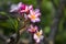 Lal Gulachin known as Lal Kath Golap. Botanical name Plumeria Rubra at Dhaka, Bangladesh.