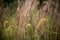 Lalang Grasses with bokeh background