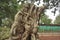 Lalbagh Botanical Gardens tree carvings, Bangalore