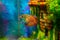 Lalius, colisa lalia fish in a home aquarium