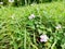 Lallang and wildflowers in Bidadari forest