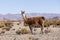 Lama againt a mountainous background