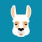 Lama Alpaca face isolated. Animal head. Vector illustration