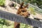 Lama/Alpaca.  funny alpaca. llama behind the fence. brown llama