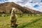 Lama and alpaca in the green mountain valley