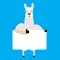 Lama Alpaca holding banner blank. Animal and white blank. Beast