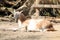 Lama alpaca lying in dust