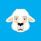 Lama Alpaca sad face avatar. Animal sorrowful emoji. Vector illustration